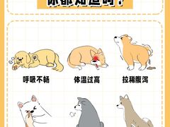 -佩兹宠物医院肿瘤专科·眼科·牙科(黄浦店)