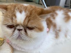 -怪兽屋·羊驼·猫咖·狗咖(俊华广场店)