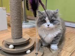 -宠物星动物医院·眼科·异宠·猫科(江南大道总院)