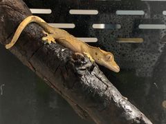 -酷以爬仙阁实体爬宠店·守宫·蜥蜴·专业繁育