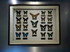 -上海昆虫博物馆