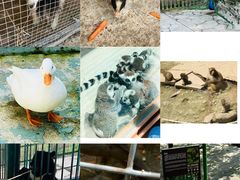 -栾川竹海野生动物园