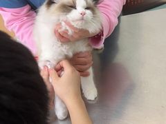 -小叮当动物医院·骨科·眼科