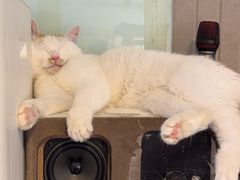 -平行世界·猫咖(首经贸店)
