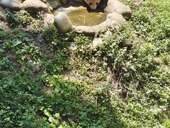 -都江堰中华大熊猫苑