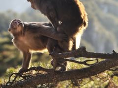 -自游人·美食一楼·地道徽菜(三十年名店)
