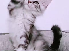 -十年猫舍·猫咪专门店(普陀店)
