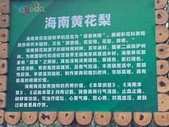 -呀诺达热带雨林