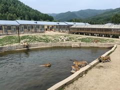 -横道河子东北虎林园
