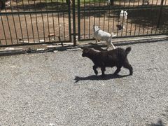 -秦皇岛野生动物园