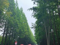 -日照海滨国家森林公园