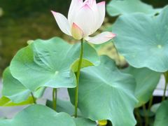 -云溪植物园