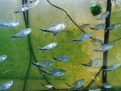 -布梵·台式热敷古法按摩Massage·Spa(品尊国际店)