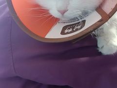 -瑞派福兴宠物医院犬猫全科·骨科·中西医结合(河东店)