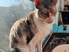 -猫小院猫主题咖啡厅(北锣店)