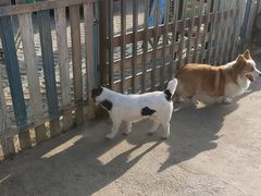 -趣玩宠物乐园寄养训犬训狗游泳池