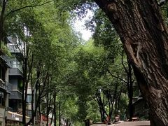 -泡桐树孙二娘私房菜