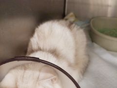 -艾吉宠物医院·疑难杂症转诊中心·猫友好(碧江路院)