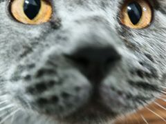 -康爱犬猫诊所·牙专科·骨外科·影像内科(丰宁店)