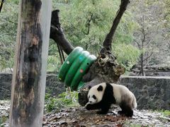 -都江堰中华大熊猫苑