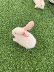 -萌宠亲子动物乐园(槐房万达店)