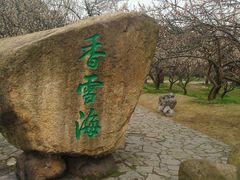 -香雪海