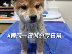 -美联众合动物医院·24h京西诊疗中心