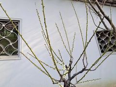 -无锡梅园公园
