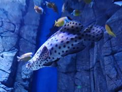 -成都浩海立方海洋公园