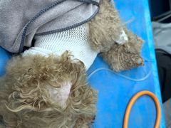 -艾贝尔宠物医院 ·内科全科(梁溪路店)