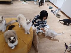 -1013 PET SHOP精品宠物商店(丁香店)