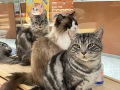 -米乐乖乖猫咪咖啡馆·猫咖(深圳湾后海汇店)