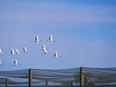 -盐城丹顶鹤湿地生态旅游区