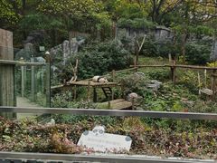 -红山森林动物园