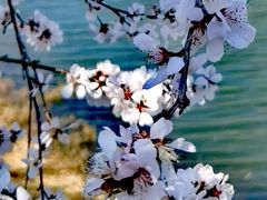 -桃花堤公园
