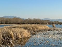 -野鸭湖国家湿地公园