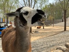 -北京野生动物园