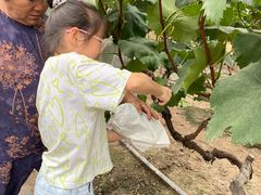 -马陆小张葡萄园农家乐