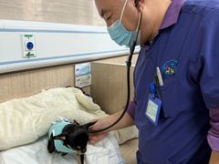 -北京观赏动物医院·24小时大型综合·猫专科·异宠专科
