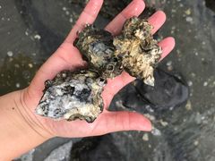 -台场海滨公园船码头