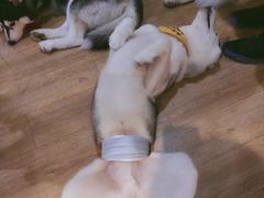 -Husky Go! 哈士奇体验馆·宠物咖啡厅狗咖