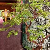 鲜牛肉火锅界的大佬——左庭右院鲜牛肉火锅