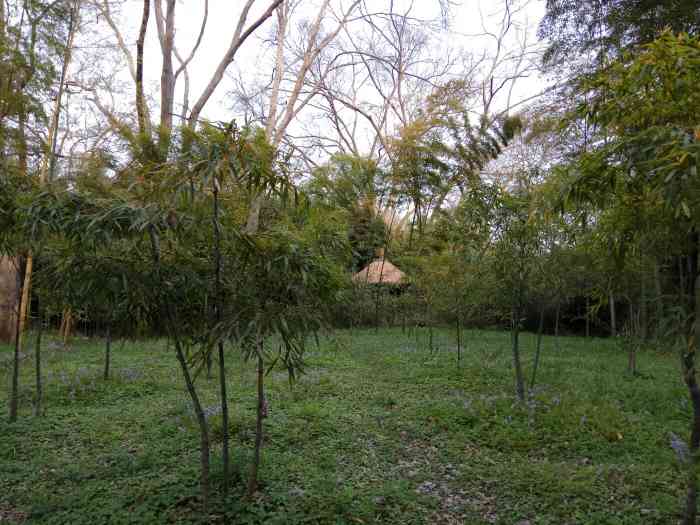 万竹坞-"位于马鞍山市采石矶风景区内的一片竹林. ."-大众点评移动版