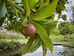 -中国科学院西双版纳热带植物园