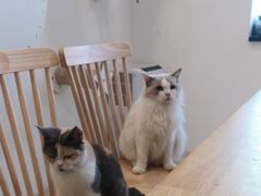-楼上猫咖(罗湖店)