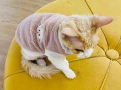 -1013 PET SHOP精品宠物商店(丁香店)