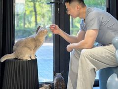 -琪喵猫屋·撸猫猫咖·猫舍