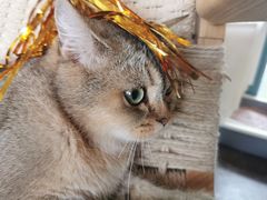 -喵屿·大理花园猫咖