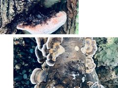 -乐领拈花溪·林涧食韵