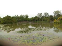 -大湾区中央湿地公园